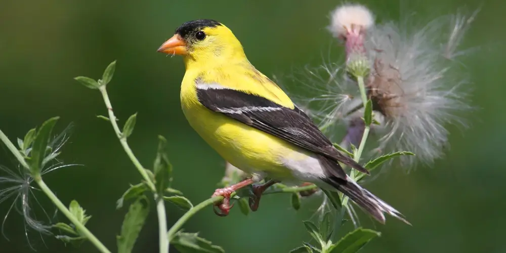 Photo of American Goldfinch bird depicting beautiful chirping sounds in Winding River Park of Toms River, New Jersey.